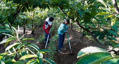 河北遵化:发展板栗林下经济助增收