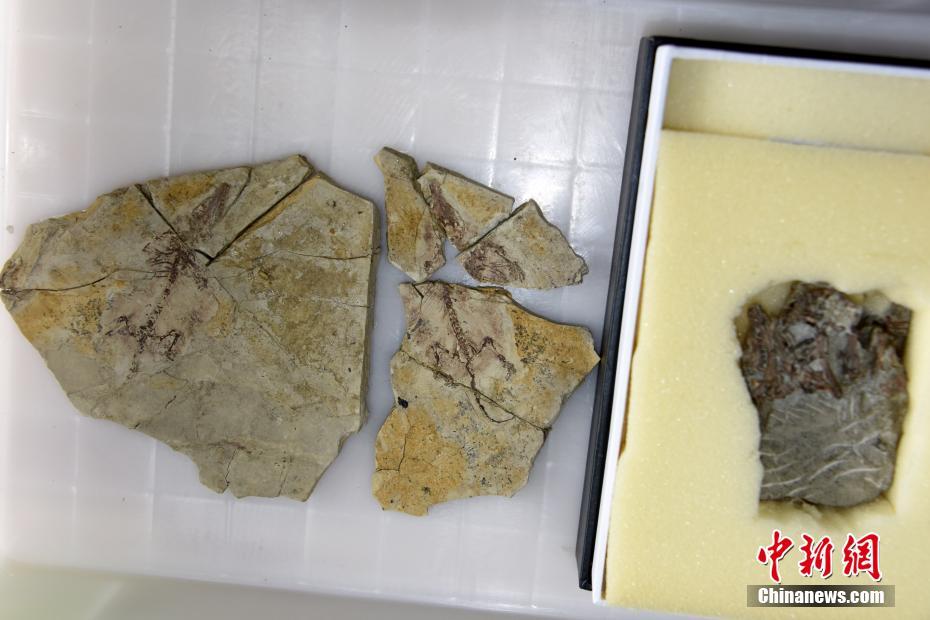 中美科研合作在热河生物群研究发现兽类起源新化石证据(辽宁热河生物群的动物化石发掘的科学意义)