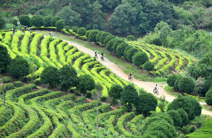 江西靖安：茶园成赛场 赏景竞速快乐骑行