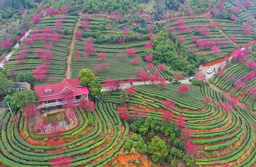 湖南临武：茶园樱花盛开