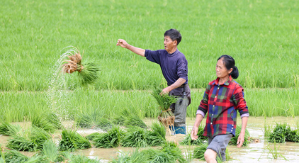 贵州玉屏：山区水稻种植正当时