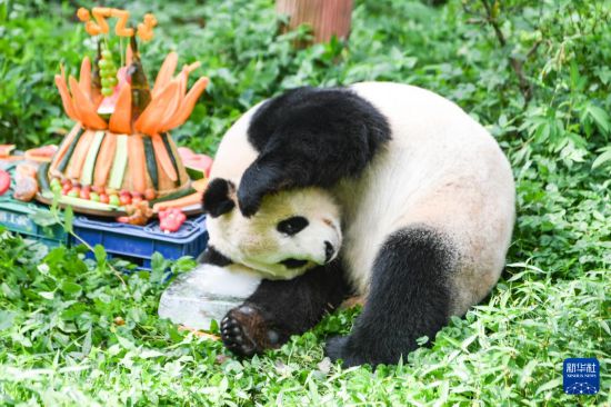 重庆：大熊猫人气足