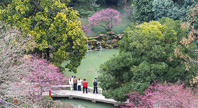 浙江金华：梅花绽放风景宜人