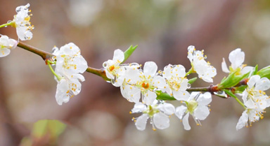 广东清远：李花烂漫报春来