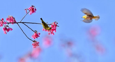 福建：相约春天赏樱花