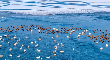 甘肃张掖:天鹅舞翩跹