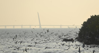 广东深圳:深圳湾公园迎候鸟季