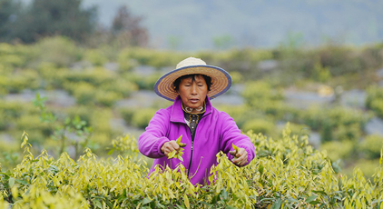 重慶:縉雲甜茶採摘忙