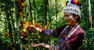 生态奇观:云南金平现“蝶瀑”景象