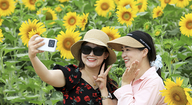 安徽淮北:芬芳夏日葵花开