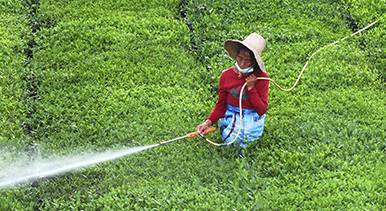 江西泰和:夏茶管护