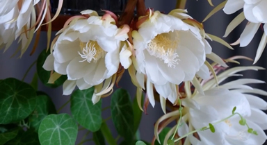 24秒带你看昙花开放全过程