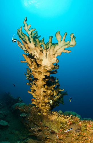 火珊瑚是非常常见的浅海珊瑚,属于食肉动物,利用息肉或刺丝胞捕获