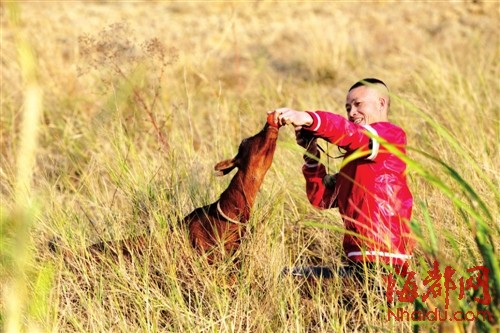 陈宣煜的口袋里常装着几只橙子,拍照时拿出来,诱惑那些"吃货"山羊