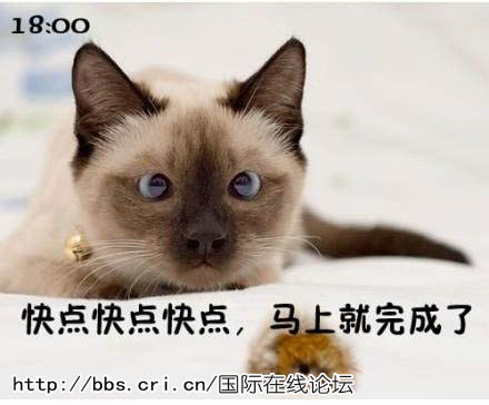 搞笑猫咪图片