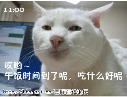 表情搞怪的可爱猫咪 猫咪搞笑屌丝 表情 走红