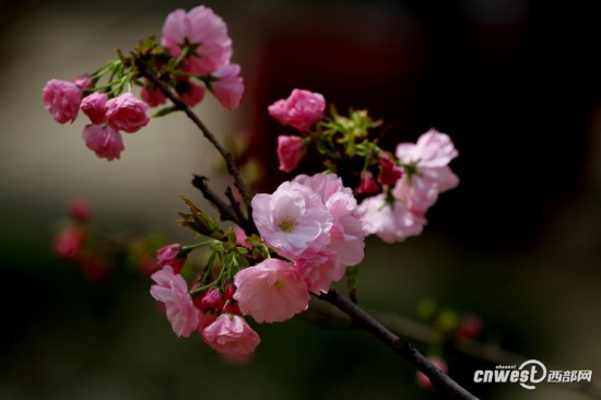 高清组图:西安青龙寺早樱盛开 拍照踏青好地方【9】