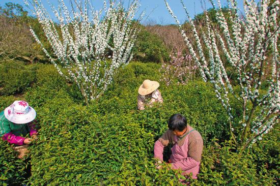 太湖春早:東渚賞脂玉 西山閑問茶