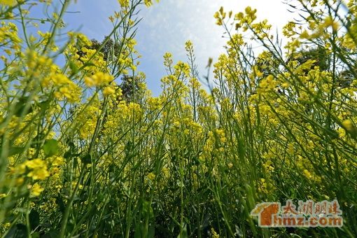 无锡农博园举行第五届花卉展 对市民实行免费