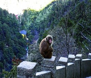 安徽九华山多名游客遭猴咬 景区称巡查人手不够