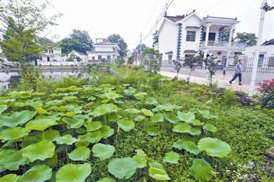 五房村:破旧村庄变身江南水乡范本