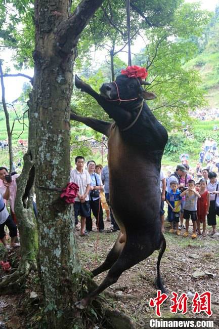 广西侗族传统"牵牛上树"仪式 吊死活牛祈福