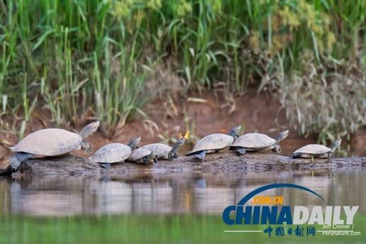 亚马逊热带雨林奇观:蝴蝶喝乌龟的眼泪摄取盐