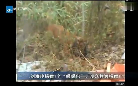 比特犬撕咬主人图片_WWW.66152.COM