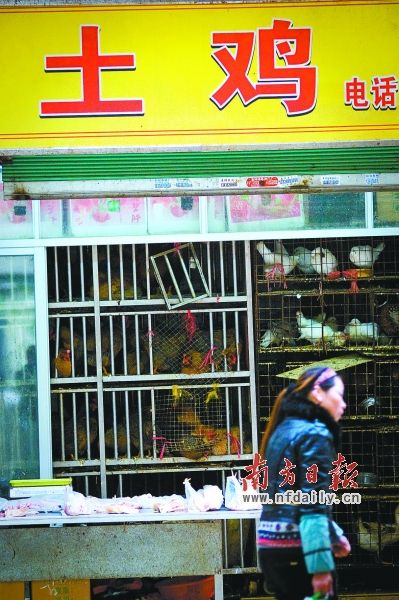 H7N9风波重创清远鸡市场 批发价跌幅近半