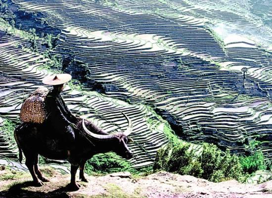 元阳哈尼梯田景色