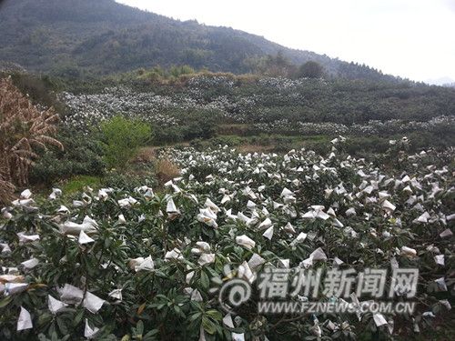 霜冻致福清一都枇杷产量减半 上市时间比往年