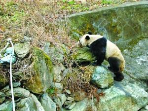 甘肅野生大熊貓下山 大搖大擺“巡視”村寨(圖)