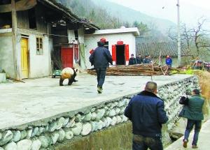 甘肅野生大熊貓下山 大搖大擺“巡視”村寨(圖)