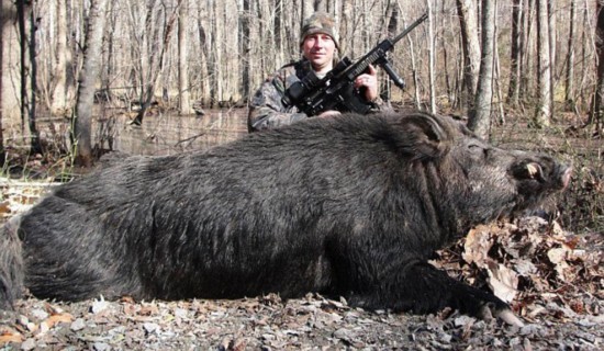 美男子擒获500斤巨型野猪 足够吃一年