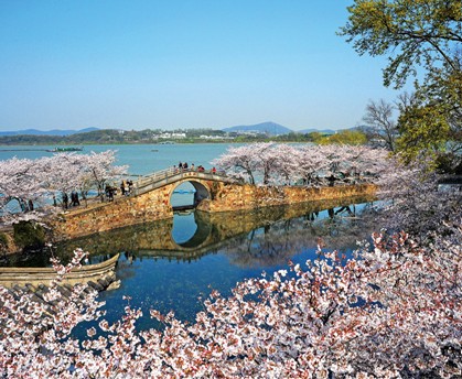 太湖鼋头渚国际樱花节开幕 首现"夜樱"奇景