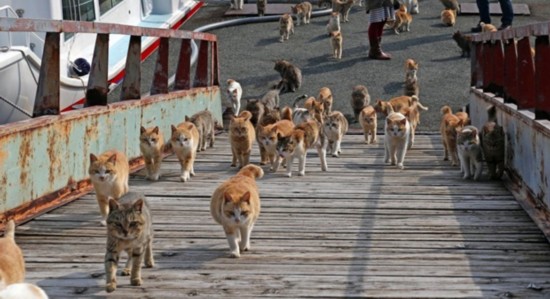 探访日本猫岛猫咪的幸福生活