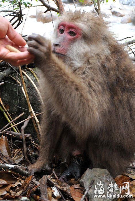 福建武夷山大圣蒙难:母猴被夹断腿 小猴断奶夭