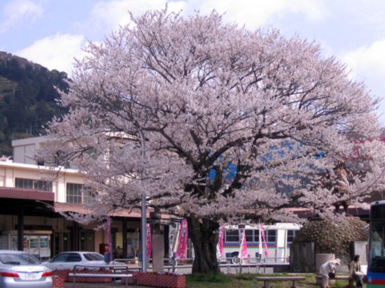 资料图:染井吉野樱花