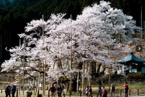 日本1500年老樱树盛开 树高达16米