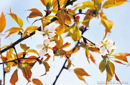 日本太空樱花树提早6年开花 科学家称奇(图)