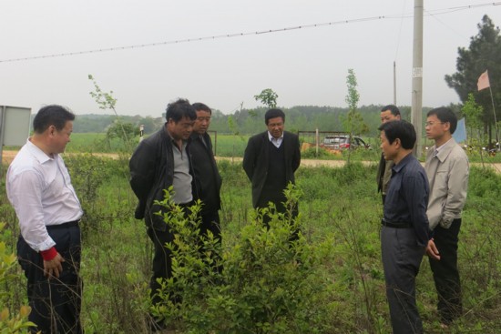 4月15日,望江县人大常委会主任王学平到鸦滩镇调研油茶种植情况.