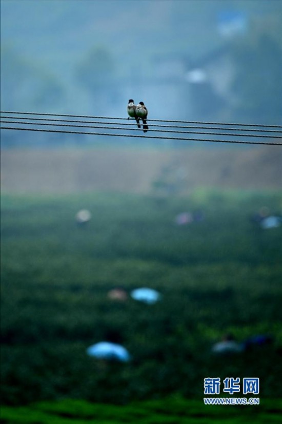 美丽中国:湖北画里乡村水田坝