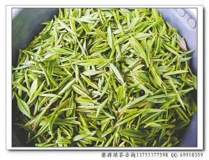 问茶·探索婺源贵士茗眉绿茶