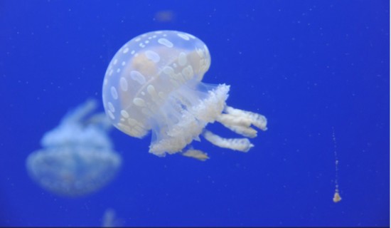 天津极地海洋世界 海蓝色的治愈(组图)