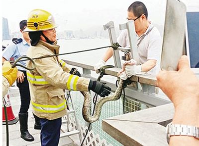 香港暴雨后蛇虫出没 蛇王活捉2米长大蟒(图)