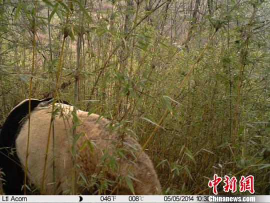 甘肃白水江保护区拍到19张野生大熊猫生活影