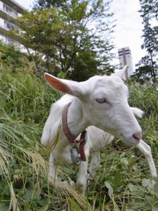 日本用山羊为小区除草 居民称可治愈心灵(组