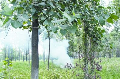 武汉中心城区最大树林灭虫 烟雾弹 取代水枪喷