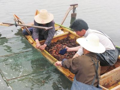 湖北潜江打造小龙虾之乡 引领现代农业发展