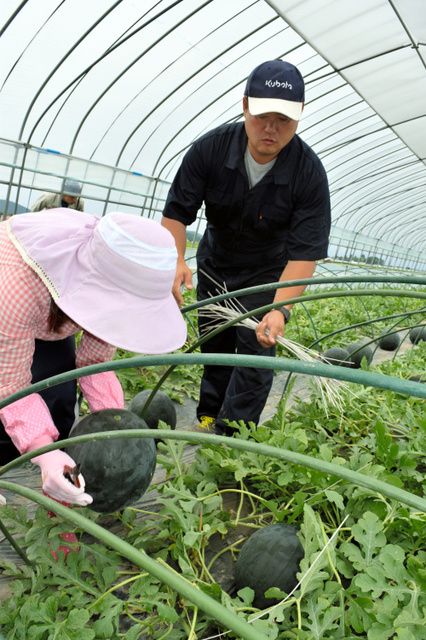 日本北海道拍卖天价西瓜 一个卖35万日元